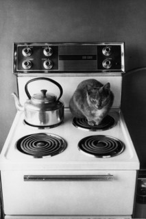 Chat sur une cuisinière