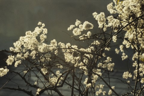Clematis vitalba, Old Man’s Beard