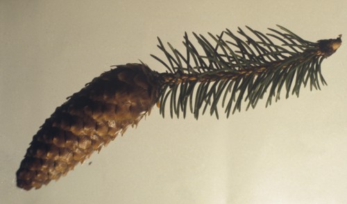 Épinette de Sitka