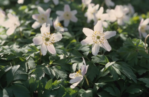 Anemone, Anemone nemorosa