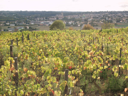 Vinyard, France