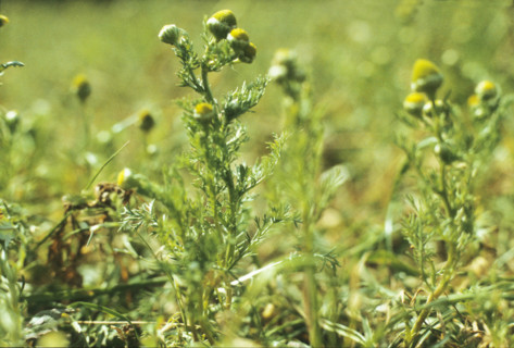 Pineapple Mayweed, Matricaria matricarioides