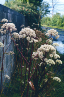 Angelica, Angelica sylvestris