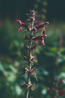 Woundwort, Stachys palustris