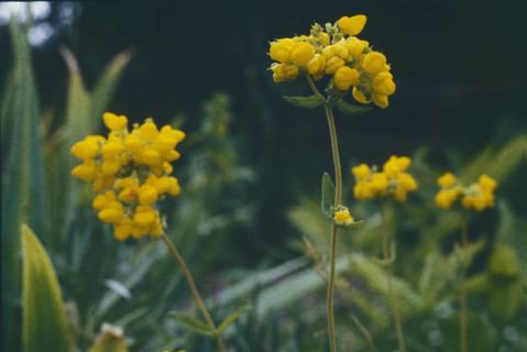 Birds Foot Trefoil, Lotus corniculatus