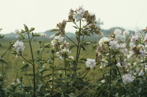 Saponaria officinalis. Soapwort