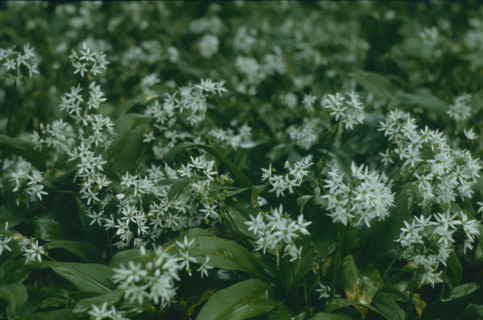 Wild garlic, Allium ursinum