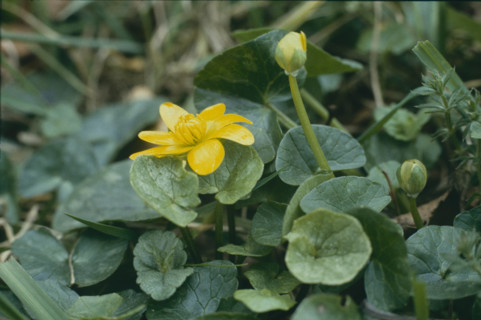 Marsh marigold, Caltha palustris