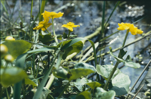 Marsh marigold, Caltha palustris