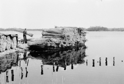 Ouvrier d'une roselière entassant des fagots de roseaux au bord de l'eau lors de la récolte.
