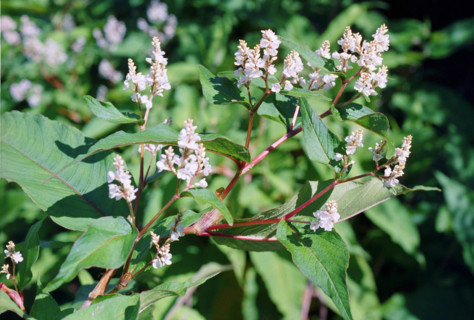 Japanese Knotweed, Reynoutria japonica