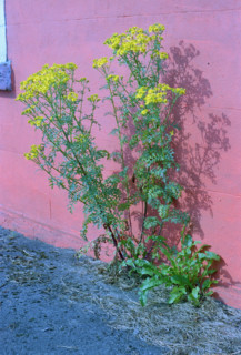 Ragweed, Senecio jacobea