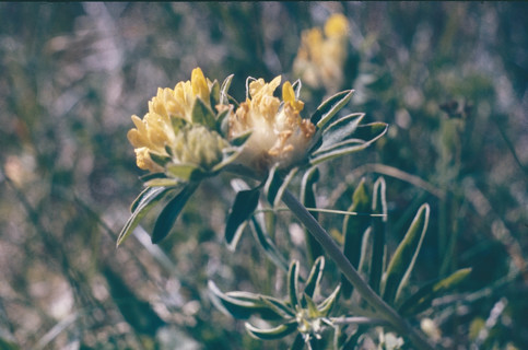 Kidney Vetch, Anthyllis vulneraria
