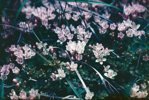 Bog Pimpernell, Anagallis tenella