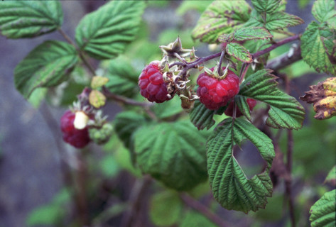 Raspberry, Rubus ideaus