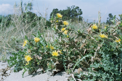 Spanish Oyster Plant, Scolymus hispanicus