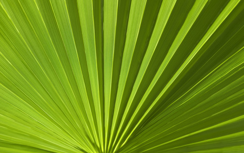 Closeup of green foliage.