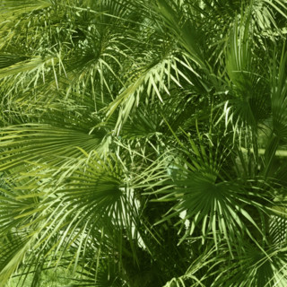 Lush green foliage.