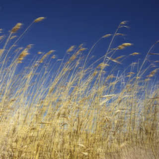 Amber waves of grain.