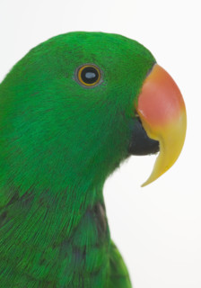 Profile of green bird.