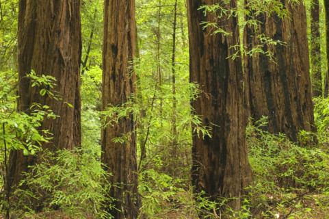 Redwoods in Muir Woods National Park California USA.