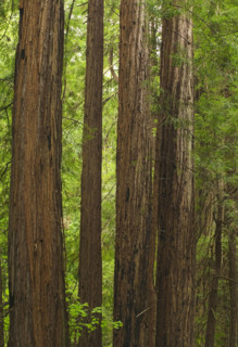 Redwoods in Muir Woods National Park California USA.