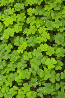 Clover Muir Woods National Park California USA.