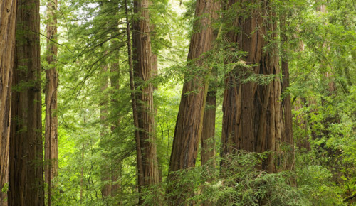 Redwood Trees in Muir Woods  California USA.