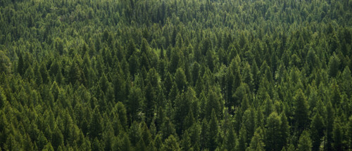 Aerial view of a forest.