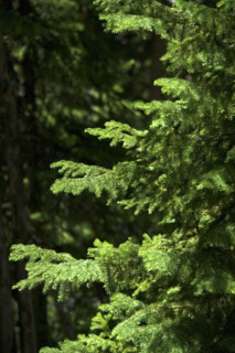 Sunlight on evergreen branches.