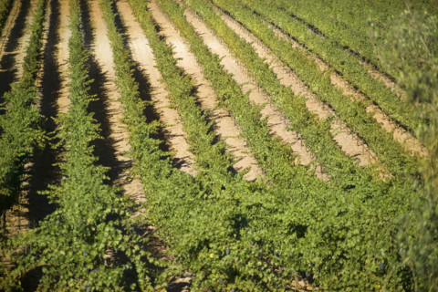 A vineyard in California.