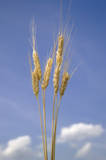 Closeup of wheat.