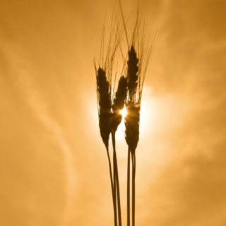 Wheat against a golden sky.