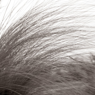 Tall grass bending in the breeze.