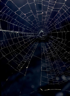 An intricate spider web.