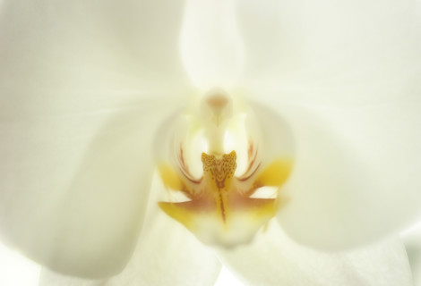 Close up of an orchid.