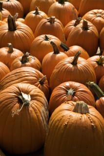 Field of pumpkins.