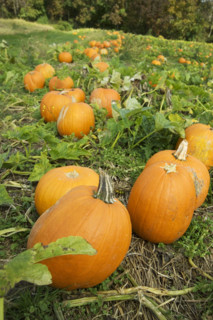 Pumpkins growing in a field.