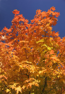 A tree in full autumn color.