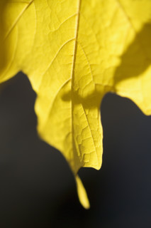 Closeup of a yellow autumn leaf.