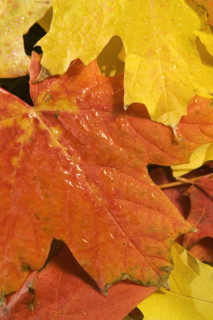 Closeup of fallen autumn leaves.