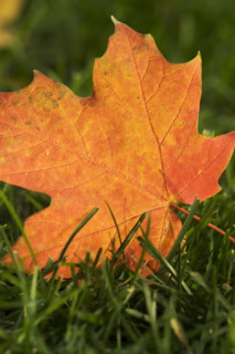 Fallen orange leaf on green grass.