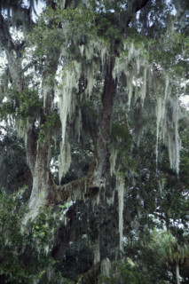 Trees with Spanish moss in Florida.