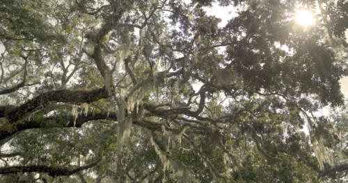 Trees with Spanish moss in Florida.