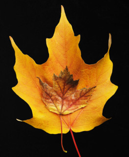 Still life of autumn leaves.