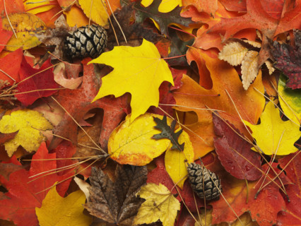 A variety of autumn leaves.