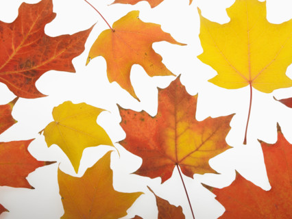 Still life of autumn leaves.