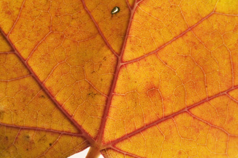 Extreme closeup of an autumn leaf.