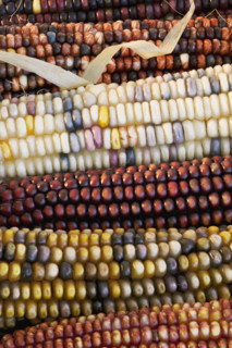 Closeup of Indian corn.