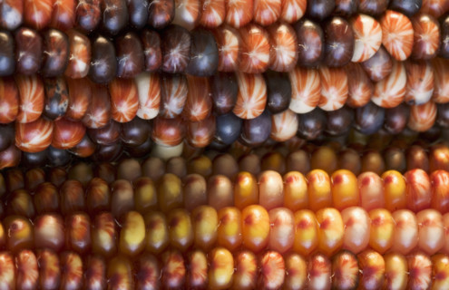 Extreme closeup of Indian corn.
